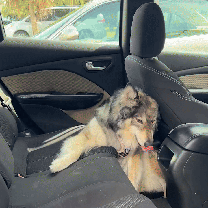 RuffRover 2.0 - Hard Bottom Dog Car Seat Protector